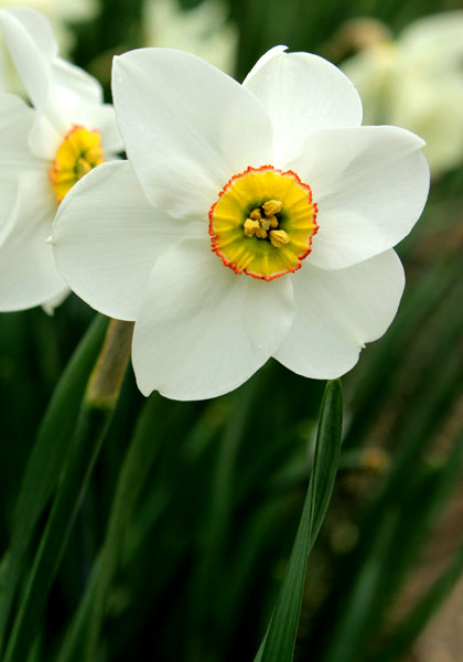 Cantabile daffodil heirloom bulbs #1
