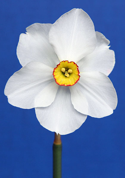 Stilton daffodil heirloom bulbs #2