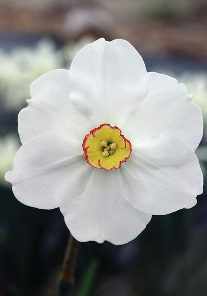 Stilton daffodil heirloom bulbs #1