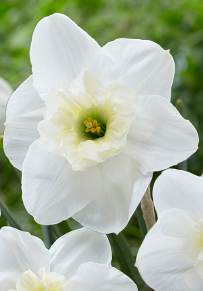 Papillon Blanc daffodil heirloom bulbs #1