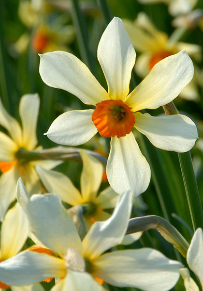 Firebird daffodil heirloom bulbs #1