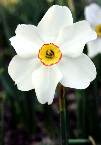 Sidelight daffodil heirloom bulbs #1