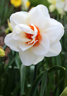 Anne Frank daffodil heirloom bulbs