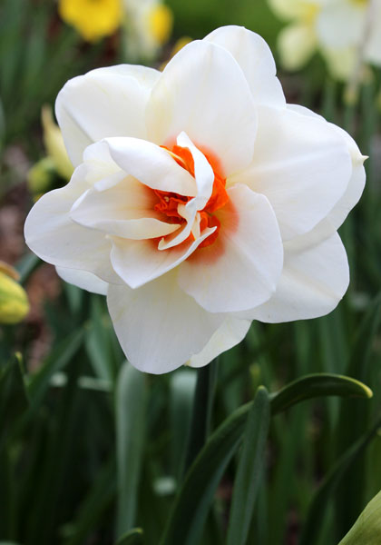 Anne Frank daffodil heirloom bulbs #1