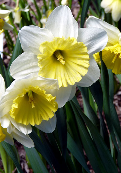 Ice Follies daffodil heirloom bulbs #1