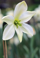 Keats daffodil heirloom bulbs