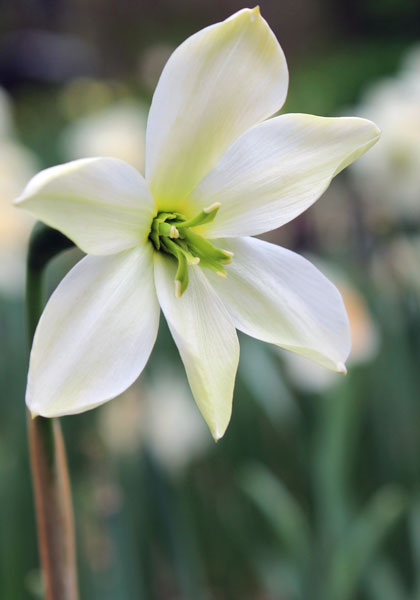 Keats daffodil heirloom bulbs #1