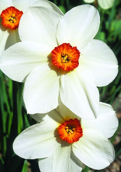Firetail daffodil heirloom bulbs #1