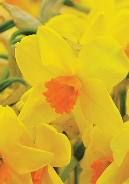 Kinglet daffodil heirloom bulbs #1
