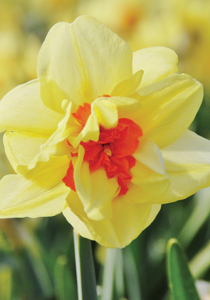 Double Fashion daffodil
