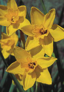 Golden Sceptre daffodil heirloom bulbs