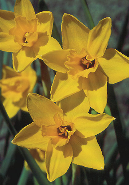 Golden Sceptre daffodil heirloom bulbs #1