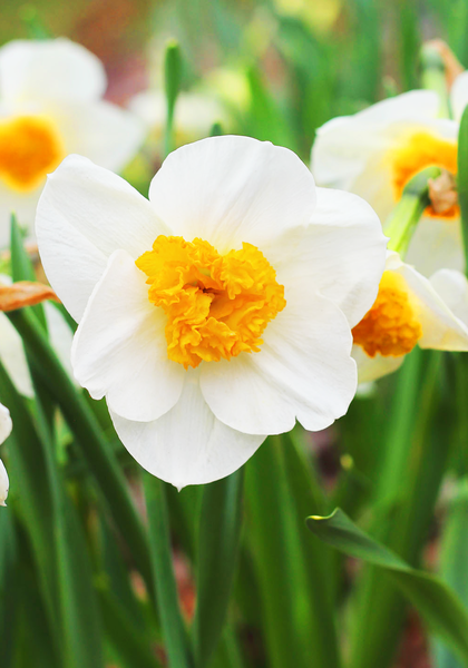 Doctor Alex Fleming daffodil heirloom bulbs #1