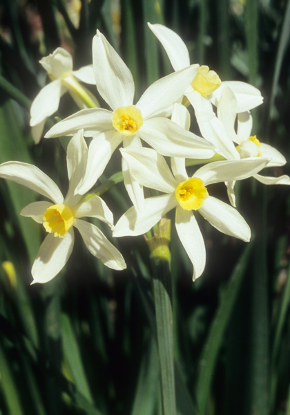 Minor Monarque daffodil heirloom bulbs #2