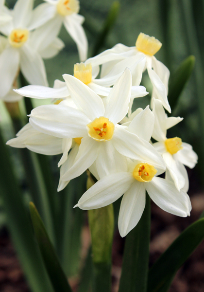 Minor Monarque daffodil heirloom bulbs #1