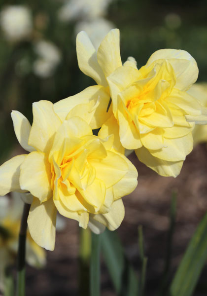 Sulphur Phoenix, Codlins and Cream daffodil heirloom bulbs #1