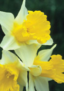 Victoria daffodil heirloom bulbs
