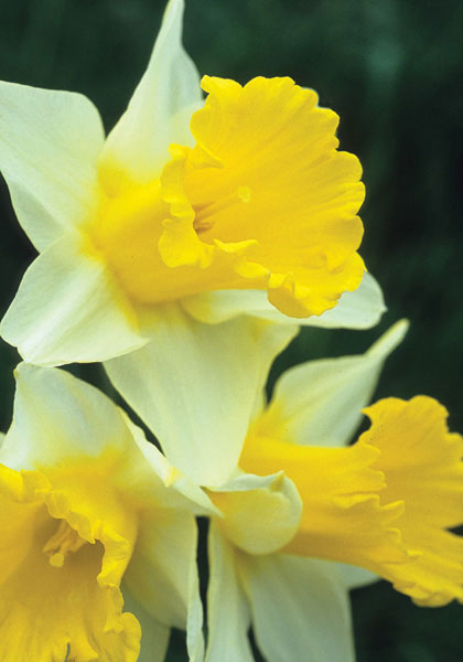 Victoria daffodil heirloom bulbs #1