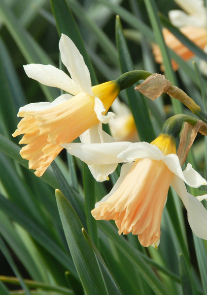 Rosy Trumpet daffodil heirloom bulbs #1