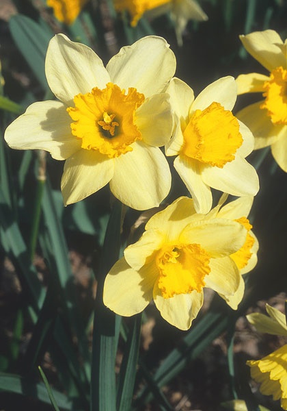 Marionette daffodil heirloom bulbs #1
