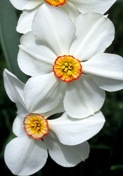 Glory of Lisse daffodil heirloom bulbs #1