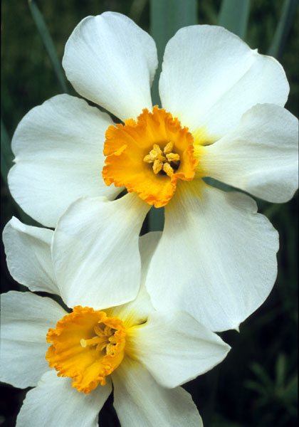Albatross daffodil heirloom bulbs #1