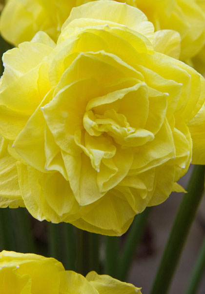 Camellia daffodil heirloom bulbs #1
