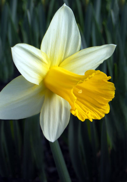 Horsfieldii daffodil heirloom bulbs #1