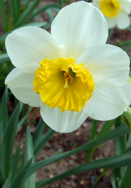 John Evelyn daffodil heirloom bulbs #2