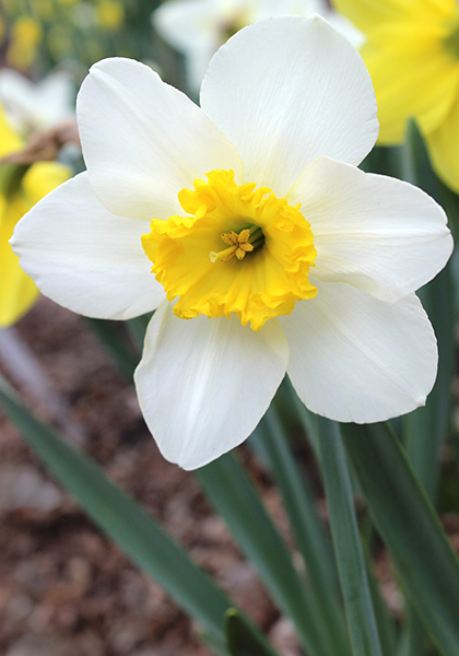 John Evelyn daffodil heirloom bulbs #1