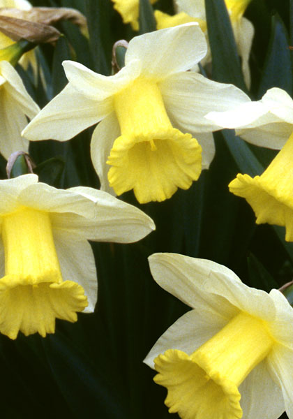 Mrs. Krelage daffodil heirloom bulbs #1