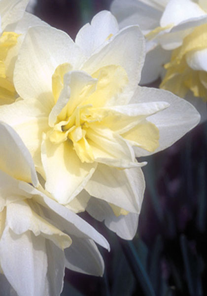 Mrs. William Copeland daffodil heirloom bulbs #1