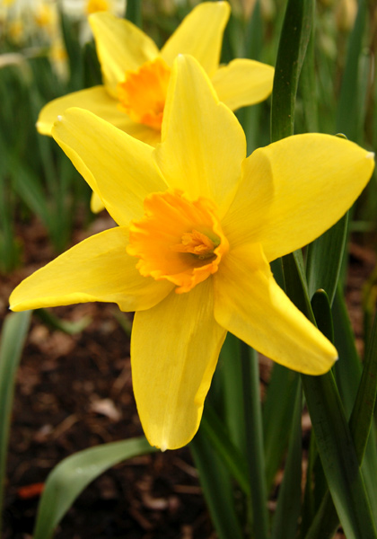 Rustom Pasha daffodil heirloom bulbs #2