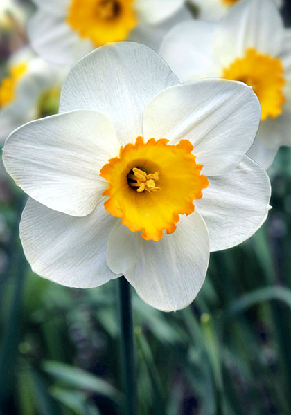 DAFFODILS