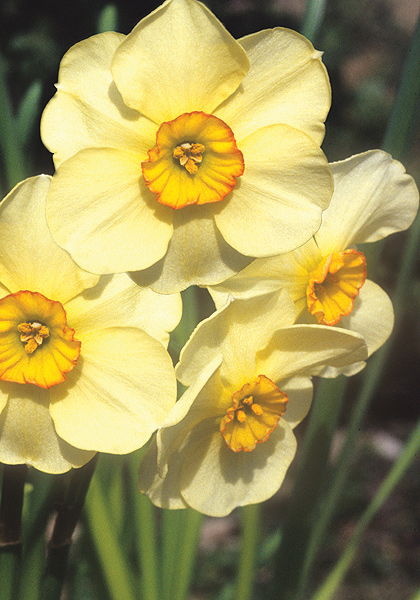 Chinita daffodil heirloom bulbs #1