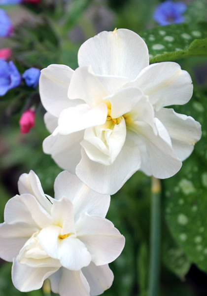 Daphne daffodil heirloom bulbs #1