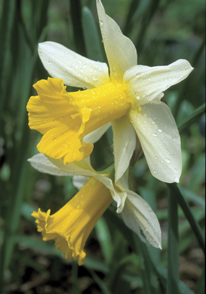 Empress daffodil heirloom bulbs #1