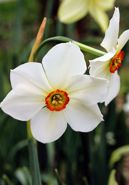 Horace daffodil heirloom bulbs #1
