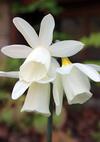 Horn of Plenty daffodil heirloom bulbs #1