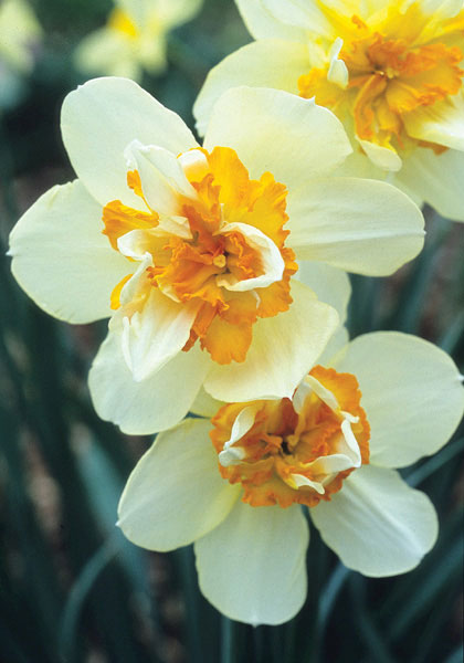 Insulinde daffodil heirloom bulbs #2