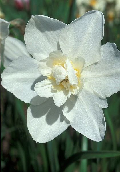 Shirley Temple daffodil heirloom bulbs #1
