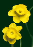 Kidling daffodil heirloom bulbs