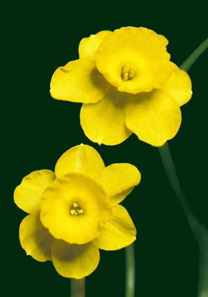 Kidling daffodil heirloom bulbs #1