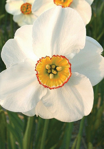 Cassandra daffodil heirloom bulbs #2