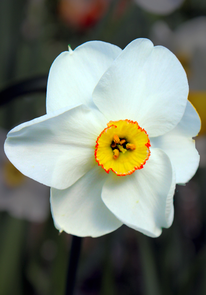 Cassandra daffodil heirloom bulbs #1