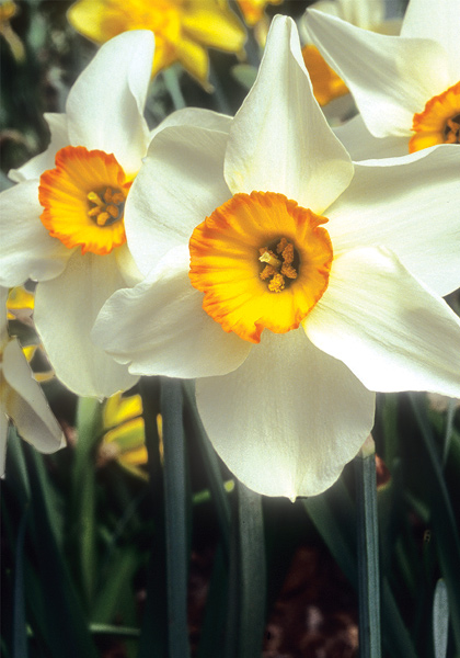 Folly daffodil heirloom bulbs #1
