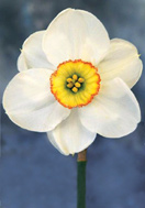 Milan daffodil heirloom bulbs