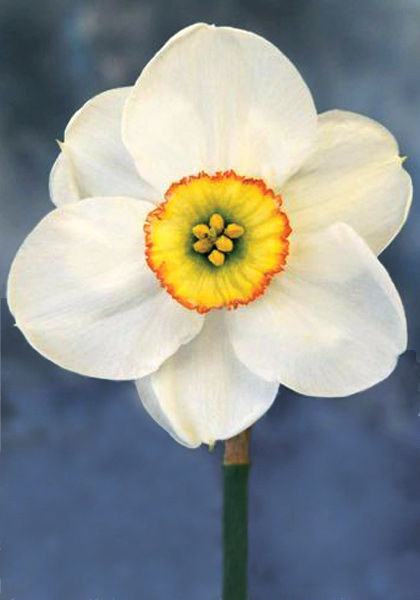 Milan daffodil heirloom bulbs #1