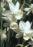 Niveth daffodil heirloom bulbs