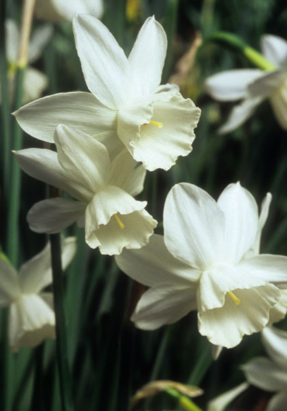 Niveth daffodil heirloom bulbs #1